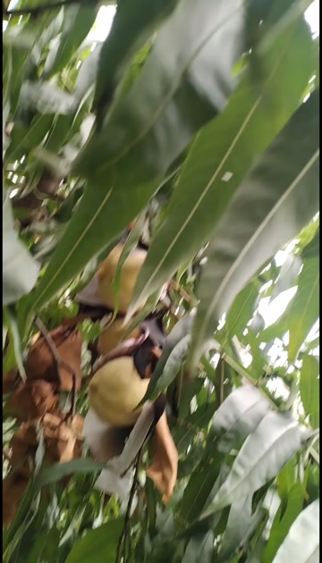 河南正阳毛桃 新鲜核果类水果产地直发