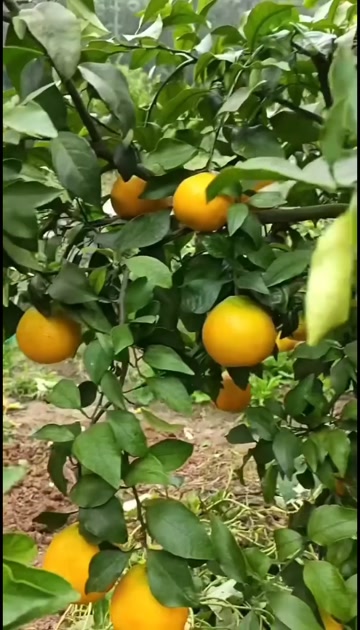 爱媛果冻橙新鲜柑橘湖北宜昌枝江产地直发