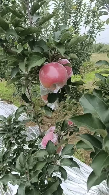 预售红富士 新鲜采摘