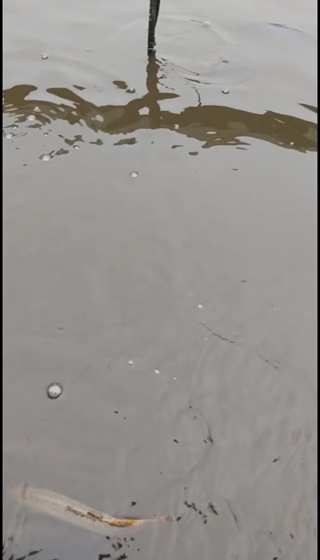 泥鳅，杂交泥鳅