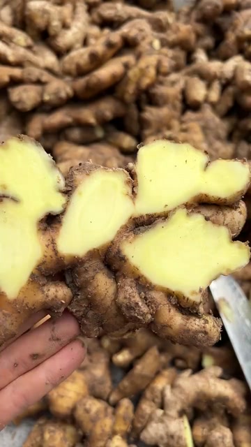 标题：山东大姜新鲜上市 10斤装 农家自种 姜味浓郁