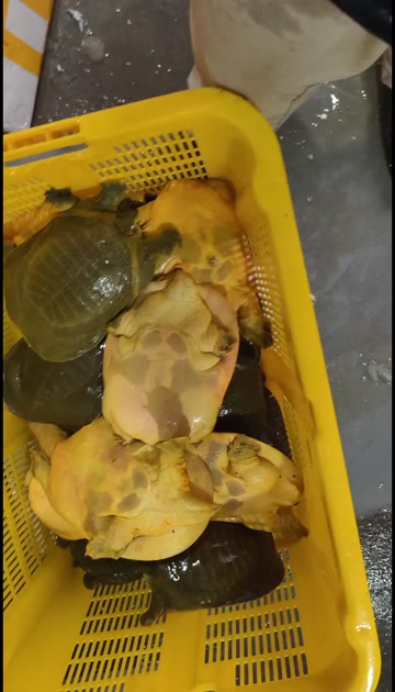 江苏南京鲜活甲鱼产地直发,外塘老公甲，半