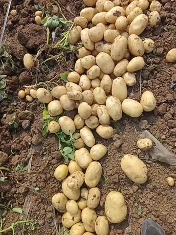 陕西定边土豆 新鲜根茎蔬菜产地直发