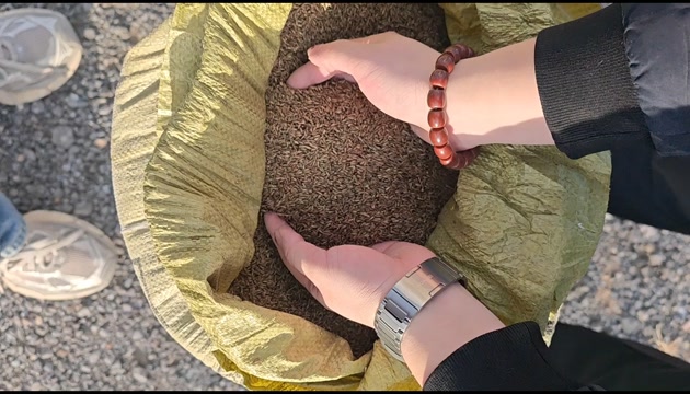 牛膝籽