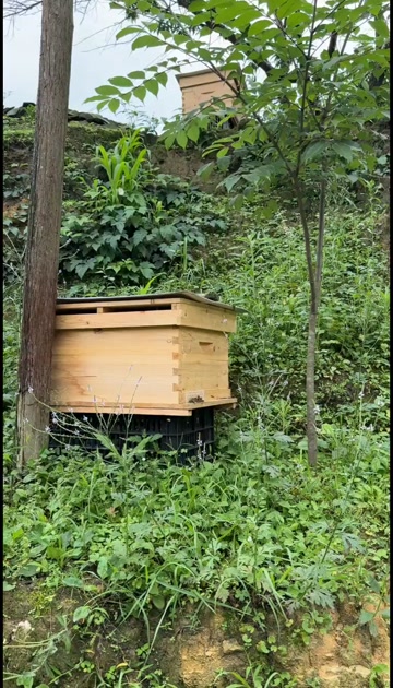 看看小蜜蜂