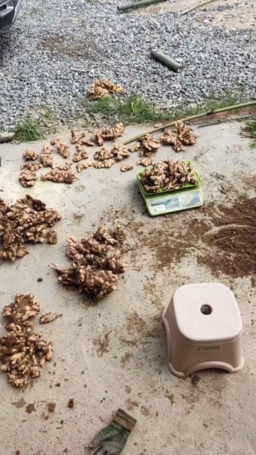 云南小黄姜带土发货 景洪产地直供