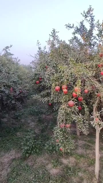 新疆和田皮亚勒玛甜石榴
