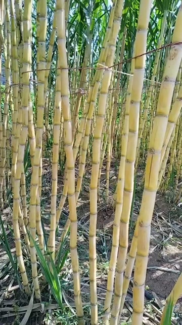 黄皮甘蔗