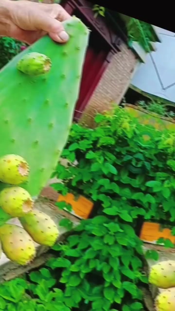 宝塔大黄果仙人掌苗，保真，质保三年，