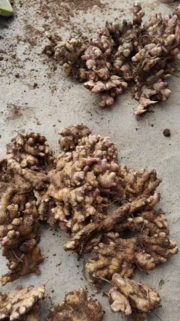 云南小黄姜，生姜，现挖带土，不水洗，2025年新品,量大从优