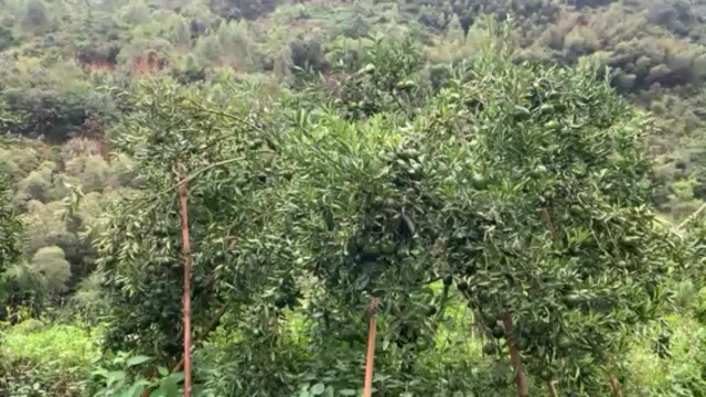 优质鲜果陈皮柑鲜果	果园直销