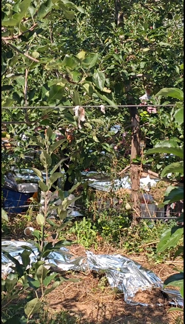 玉露香梨 陕西咸阳淳化自家基地利丰果业 一手货源  量大从优