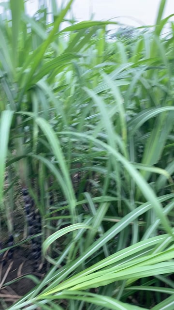 苏州吴江产地直发黑皮甘蔗可用于做种苗榨糖榨汁