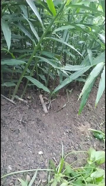 山地种植  光照充足  香味浓郁  贵州二号生姜