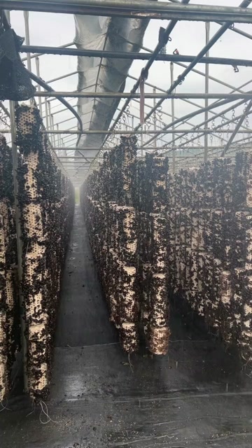 东宁黑木耳头茬