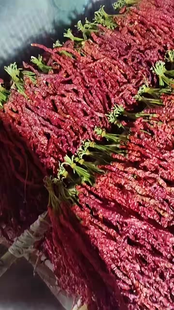 贵州高山精品皱椒