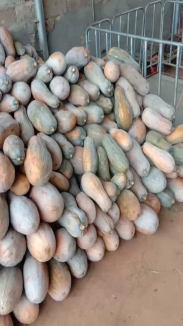 云南单季蜜本老南瓜，香甜软糯，大重批发