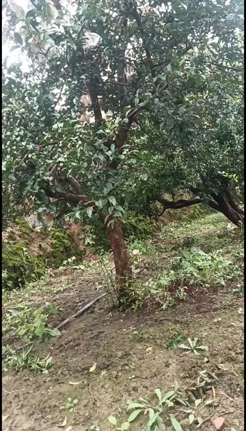 临潼骊山甜石榴，酸石榴