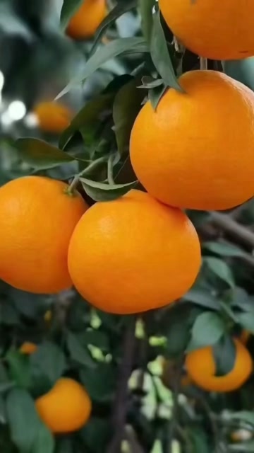 四川荣县爱媛果冻橙柑橘类水果
