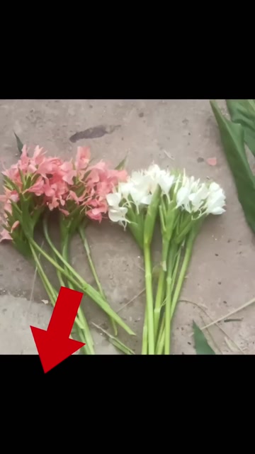 贵州品种粉色姜花种根