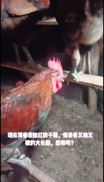 土鸡