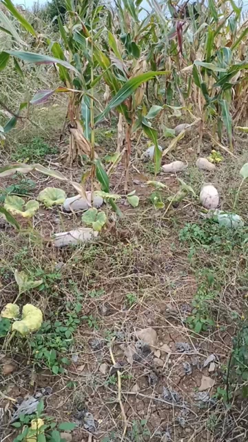 本地老南瓜，农家自种，单季新鲜，精选高品质。