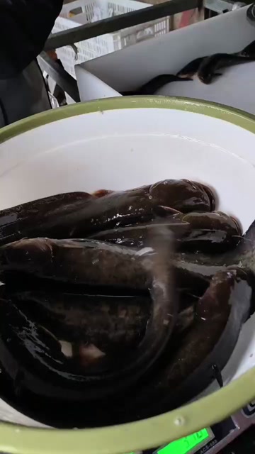 鲶鱼