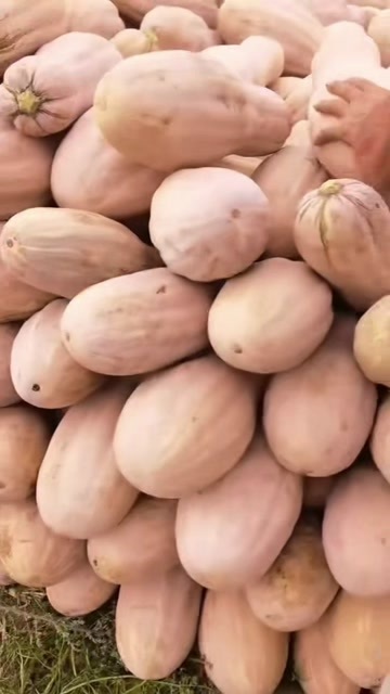 大量南瓜现货,需要的联系!