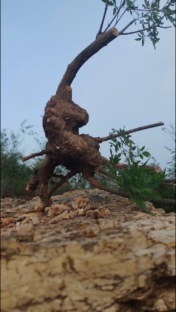 黄荆疙瘩桩，自然象形老桩。盆景素材，喜欢黄荆疙瘩桩的可以看看