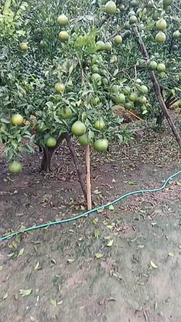 耙耙柑产地四川资阳