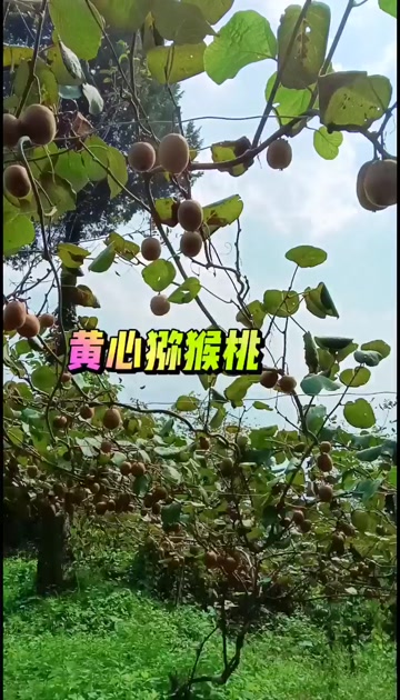 金艳