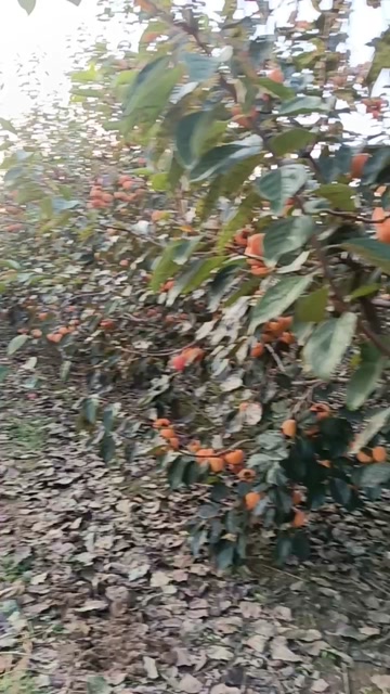 河南兰考柿子 新鲜采摘 果实饱满 产地直发