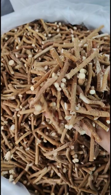 五指毛桃，五指牛奶根