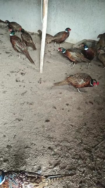 脱温七彩山鸡，8两-1斤，成年山鸡公母，