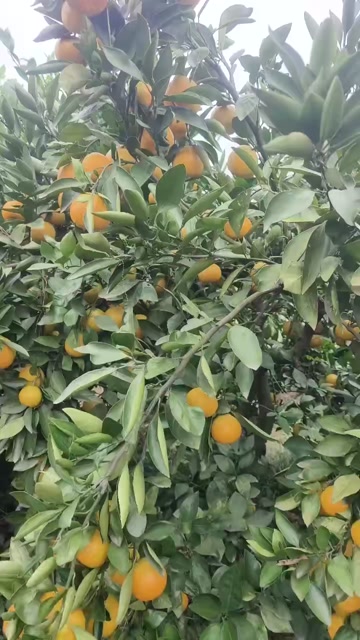 湖北宜昌柑橘