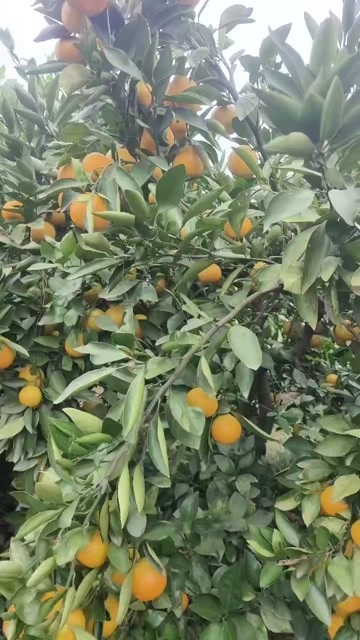 湖北宜昌柑橘