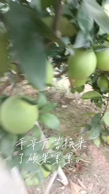 原产地赣南脐橙酸甜可口。
