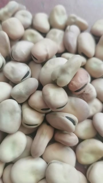蚕豆