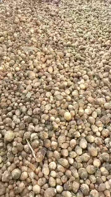 独角莲