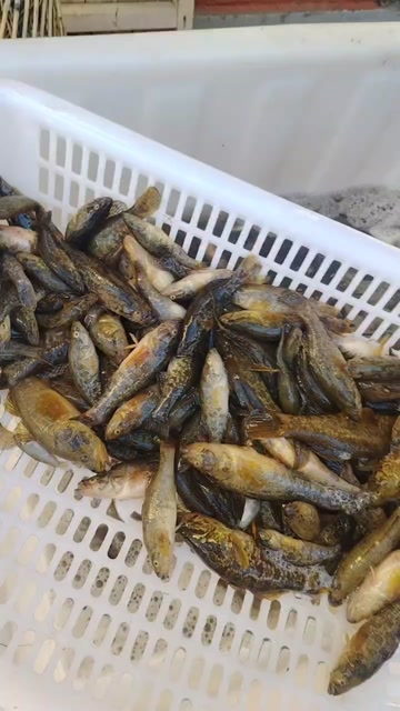 老头鱼