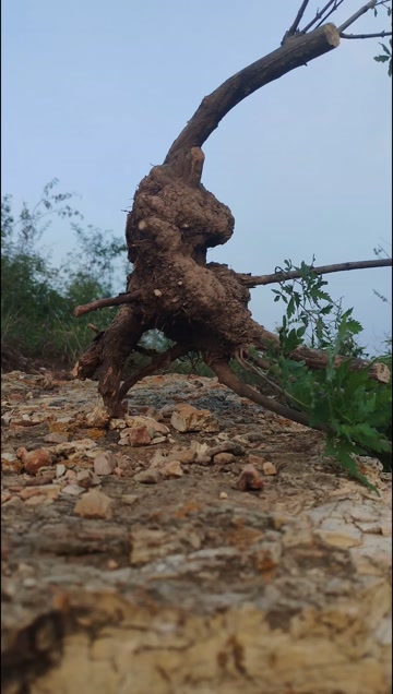 黄荆疙瘩桩，自然象形老桩。盆景素材，喜欢黄荆疙瘩桩的可以看看