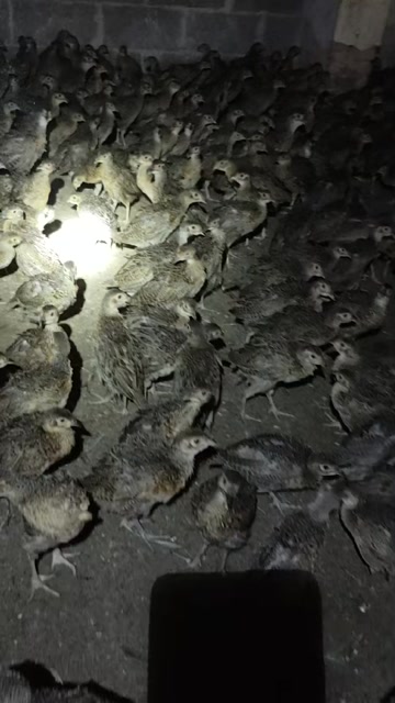 脱温七彩山鸡，8两-1斤，成年山鸡公母，