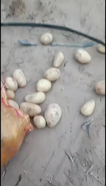 长磊7号2-4超标准货，沙漠地，杂质极少……