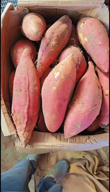 烟薯25大果单个果重2斤左右糖分高流糖无丝大果不包邮