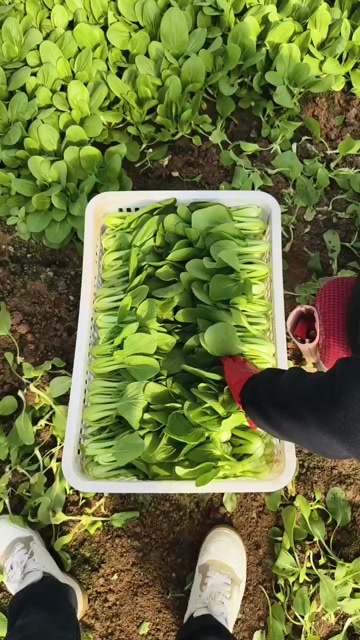 山东曹县直供上海青 新鲜叶菜类蔬菜