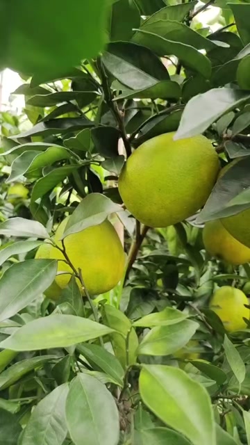 赣南脐橙主产区江西赣州安远县三百山脐橙
