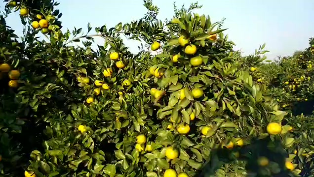 蜜橘柑橘