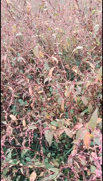 上林县三十亩红辣蓼，鲜货，1干斤起售，不含物流费。非诚勿扰