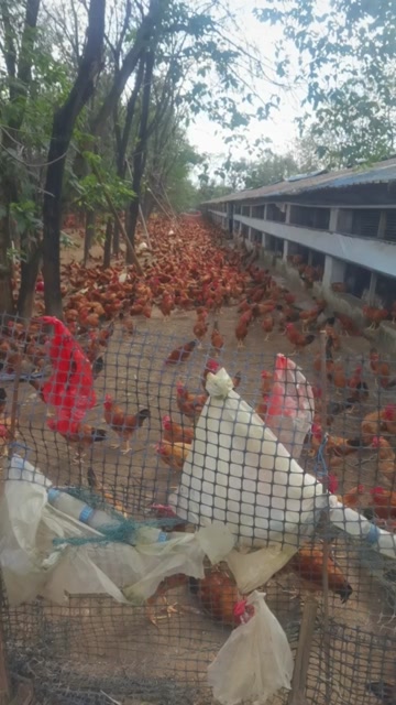 安徽南陵土鸡 新鲜禽肉 产地直发