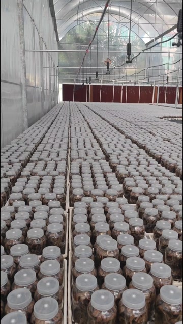 专注研发组培 智能温室炼苗 种植 加工16年 自有品种近百种